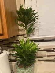 Dracaena fragrans compacta