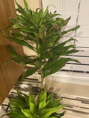 Dracaena fragrans compacta