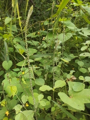 Achyranthes