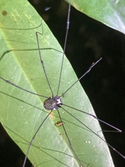 Sclerosomatidae
