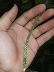 Achyranthes