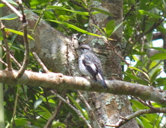 Ficedula westermanni