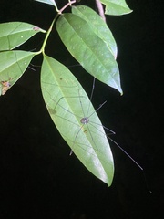 Sclerosomatidae