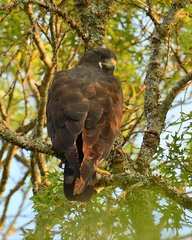 Buteo albonotatus