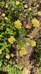 Ozothamnus