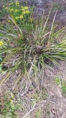 Patersonia occidentalis