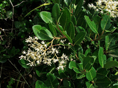 Apodytes dimidiata dimidiata