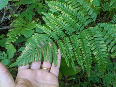 Pteridium aquilinum latiusculum