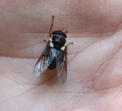 Scaptia auriflua