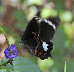 Papilio fuscus