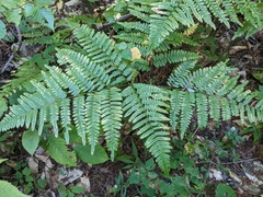 Pteridium aquilinum latiusculum