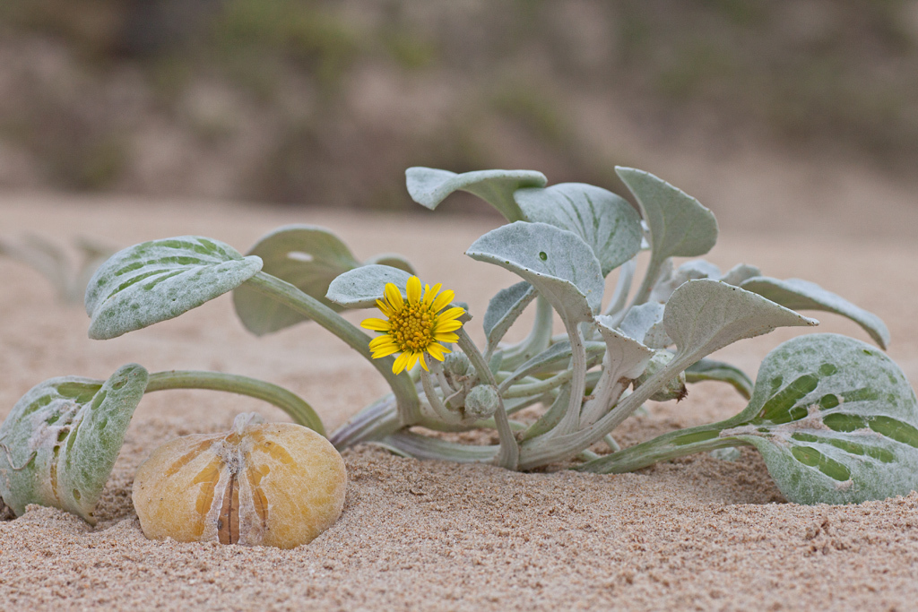 Cape Beach Daisy