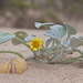 Cape Beach Daisy - Photo (c) FOSTER, some rights reserved (CC BY-NC), uploaded by FOSTER