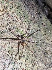 Heteropoda