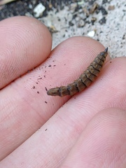 Hermetia illucens