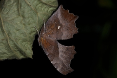 Polygonia c-aureum