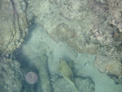 Arothron nigropunctatus