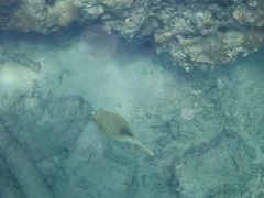 Arothron nigropunctatus