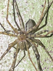 Heteropodinae