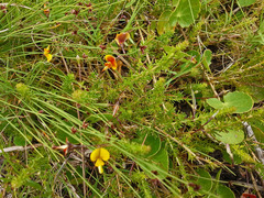 Aspalathus biflora longicarpa