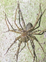 Heteropodinae