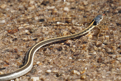 Thamnophis cyrtopsis cyrtopsis