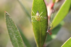Oxyopes punctatus