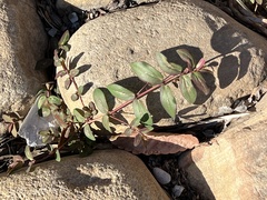 Euphorbia nutans