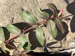 Euphorbia nutans