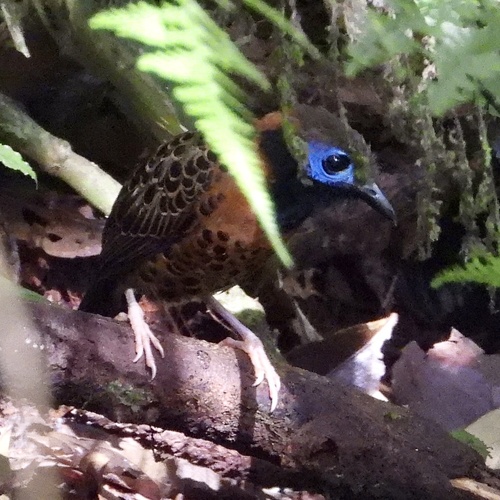 ocellated antbird (Phaenostictus mcleannani)