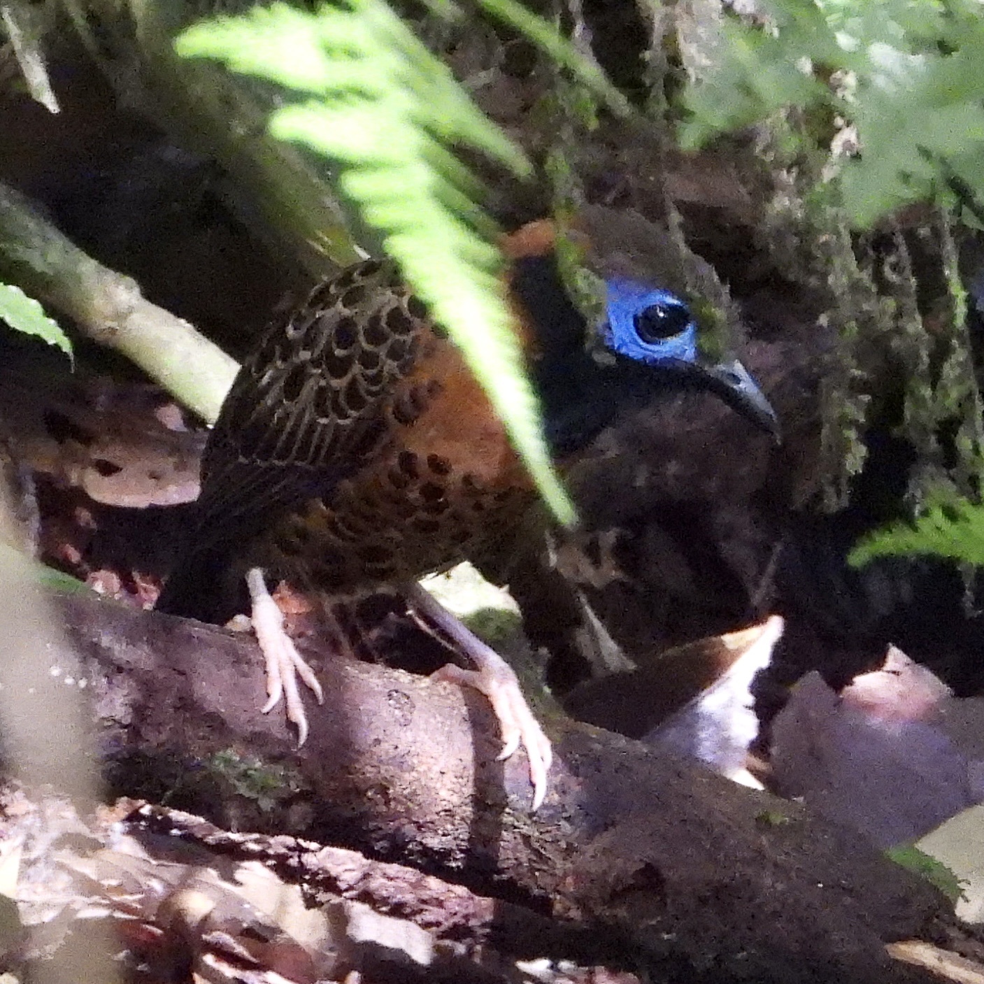 Ocellated Antbird illustration