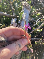 Clarkia rhomboidea
