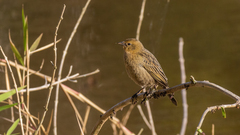 Chrysomus ruficapillus
