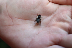 Scaptia auriflua