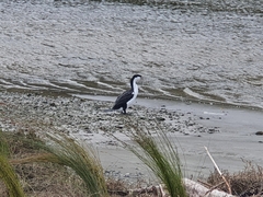Phalacrocorax varius varius