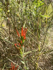 Castilleja minor