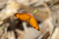 Tegosa