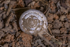 Aegista