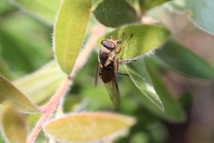 Scaptia auriflua