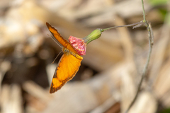 Tegosa