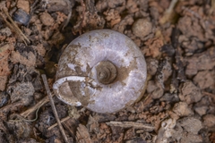 Aegista