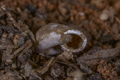 Aegista