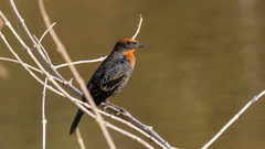 Chrysomus ruficapillus