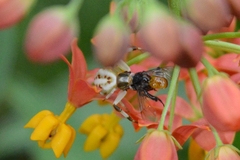 Misumenoides formosipes