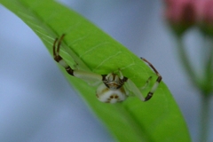 Misumenoides formosipes