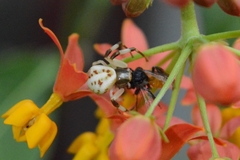 Misumenoides formosipes