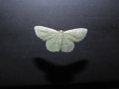 Chlorochlamys phyllinaria