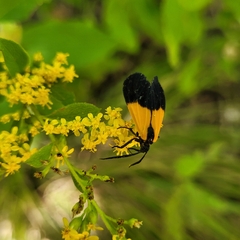 Lycomorpha pholus