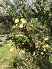 Phyllodineae