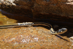 Thamnophis cyrtopsis cyrtopsis